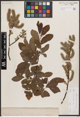 Foto von Salix cinerea L.